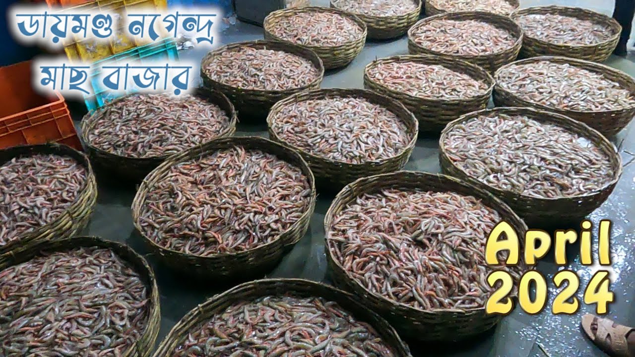 ডায়মন্ড হারবার নগেন্দ্র মাছের বাজার 2024 || prawn and aila fish price 2024 || Kolkata fish market