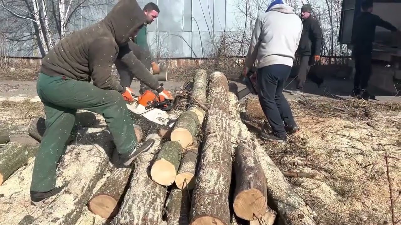 Professional Loggers at Work – Chainsaw Mastery