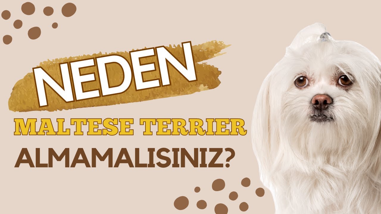 MALTESE TERRIER: ALIRKEN BİR DAHA DÜŞÜNÜN! 