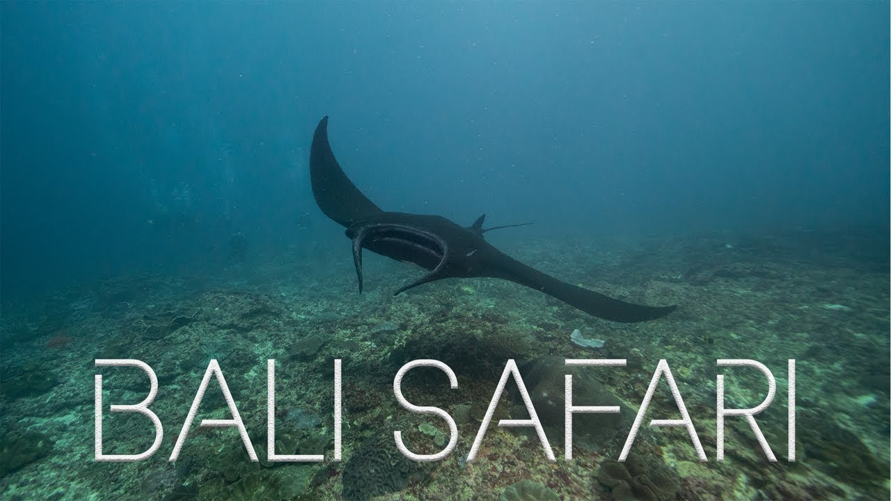 DIVING IN BALI - BALI SAFARI with Dive Concepts