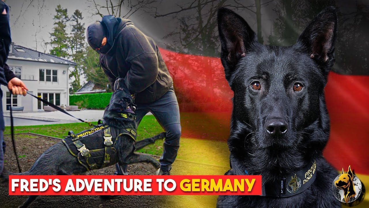 Fred’s New Beginning | Hand Over in Germany