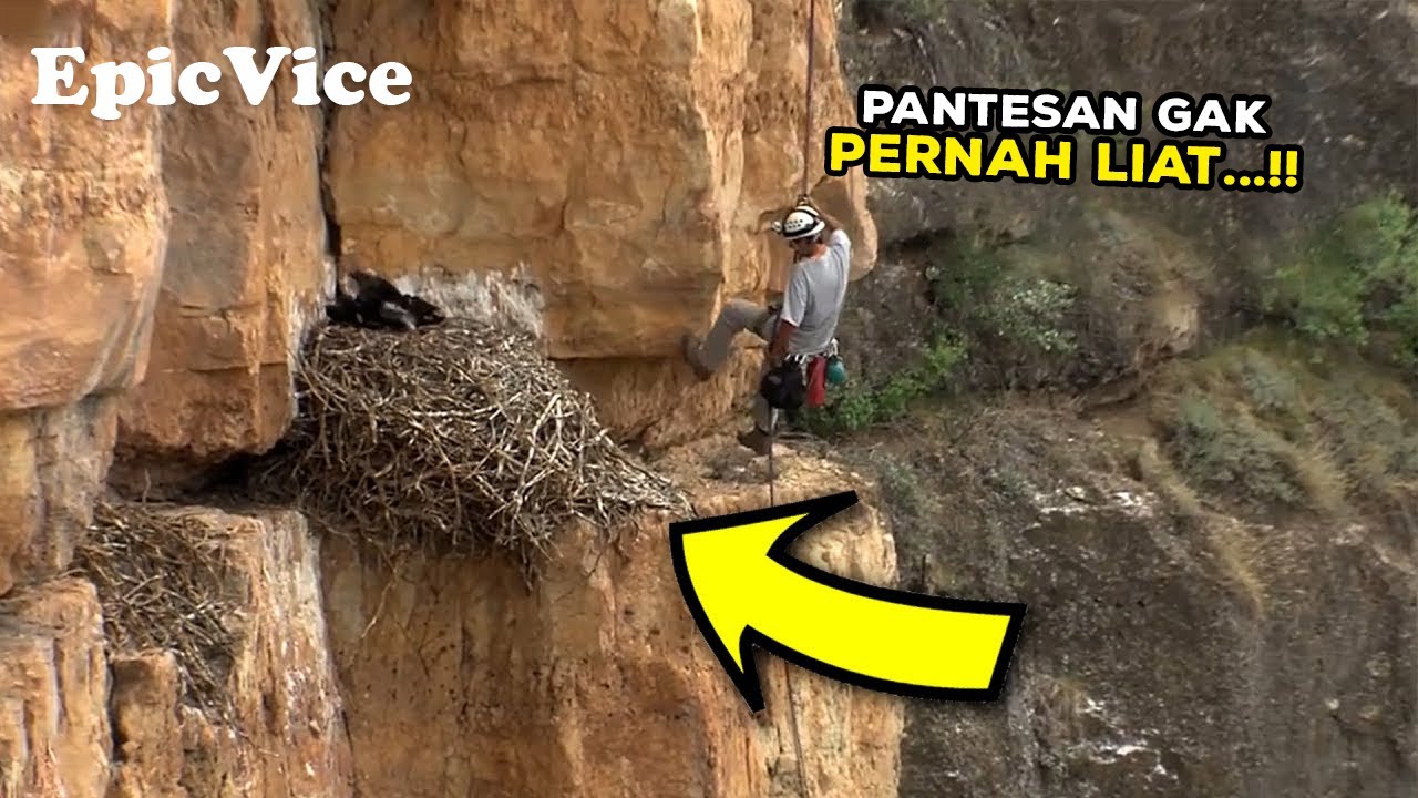 OALAH... Selama Ini Mereka Bersarang Disini, Pantesan Gak Pernah Kelihatan Sarangnya