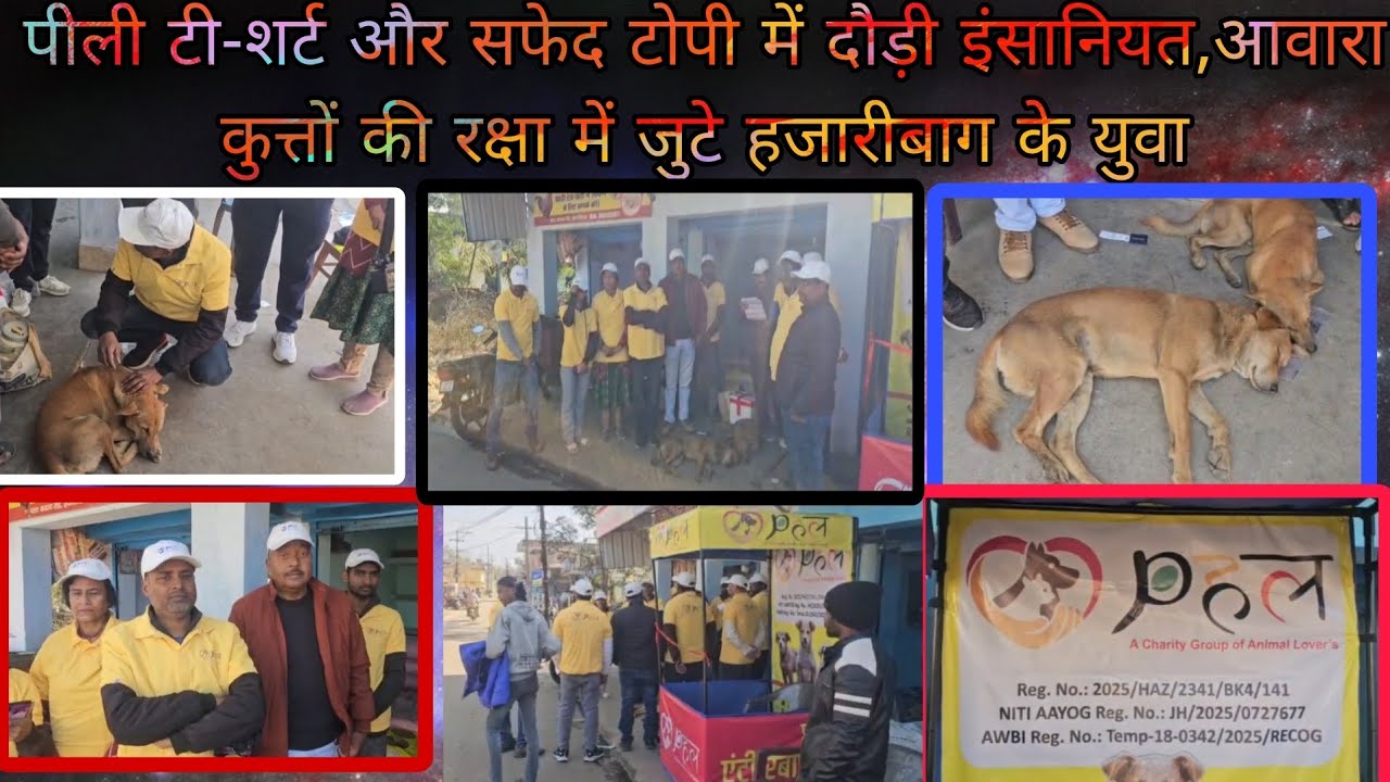 पीली टी-शर्ट,सफेद टोपी और बड़ा दिल! हजारीबाग के युवा बचा रहे हैं आवारा कुत्तों की जान।