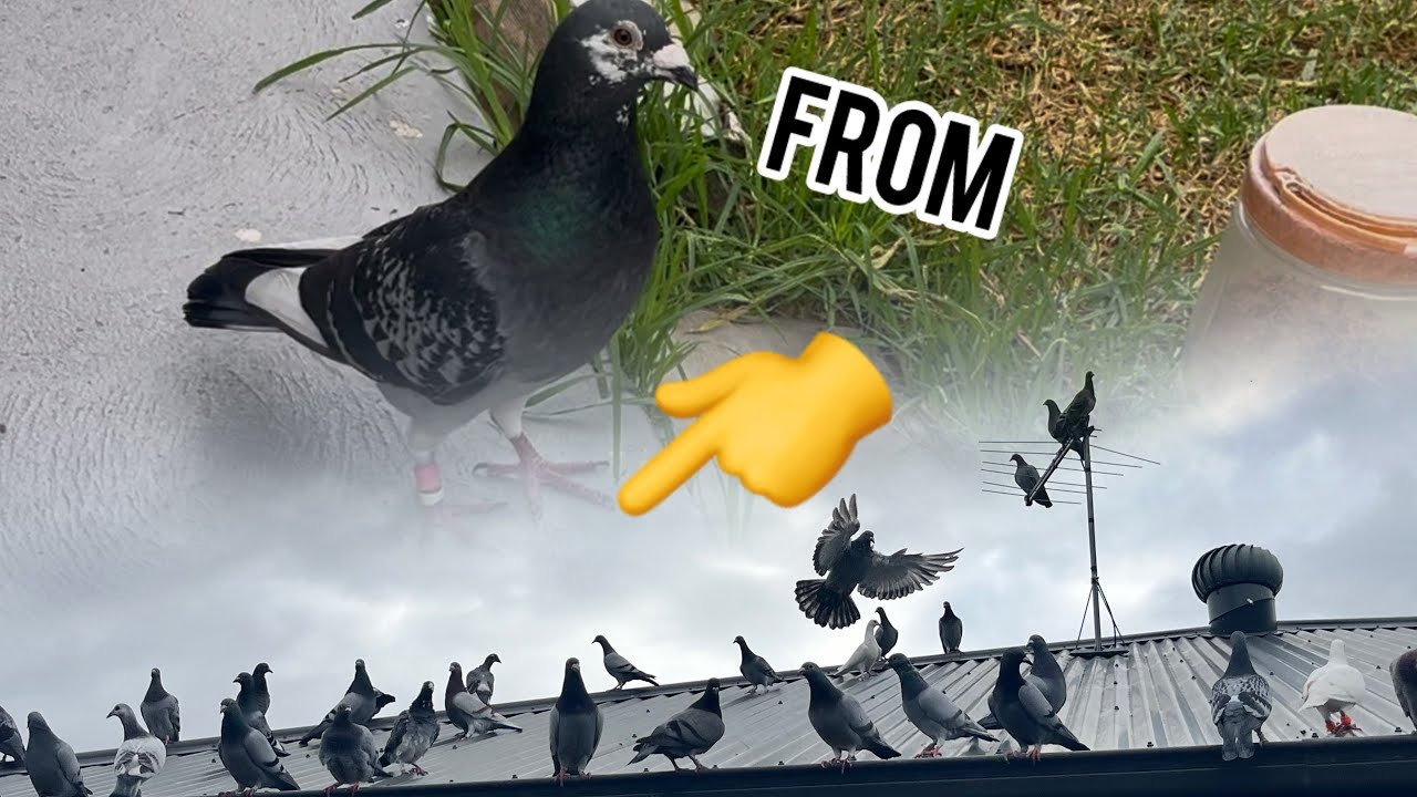 Racing pigeons starting in 2026 #racingpiegons #homingpigeons #kabutar #kalapati #video 