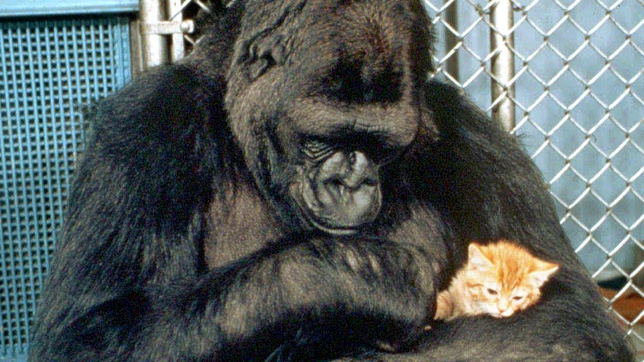 Was Wurde Aus Koko, Dem Sprechenden Gorilla?