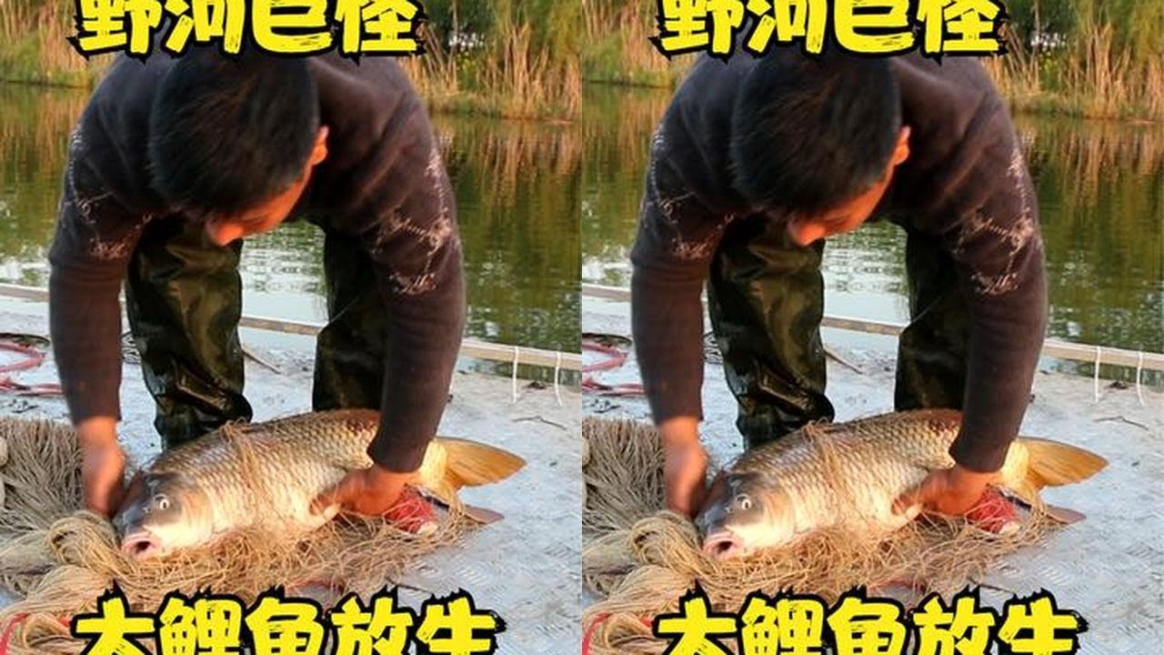 夫妻野河撒网专打巨怪，为鱼除害，十多斤大鲤鱼直接放生 #撒网捕鱼 #撒网 #撒网打鱼 #鳡鱼 #为鱼除害