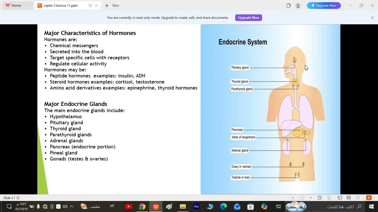 the endocrine system anatomy