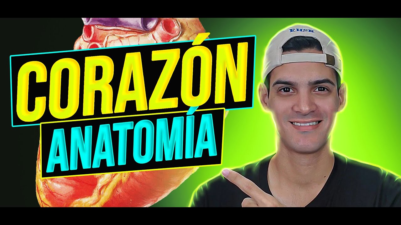 🚀ANATOMÍA del CORAZÓN  | Estructuras Claves que debes CONOCER (Parte 1)