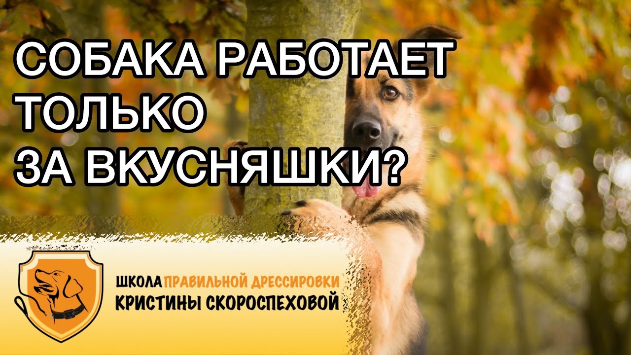 Почему собака выполняет команды только за лакомства? Из-за чего это происходит и как исправить?
