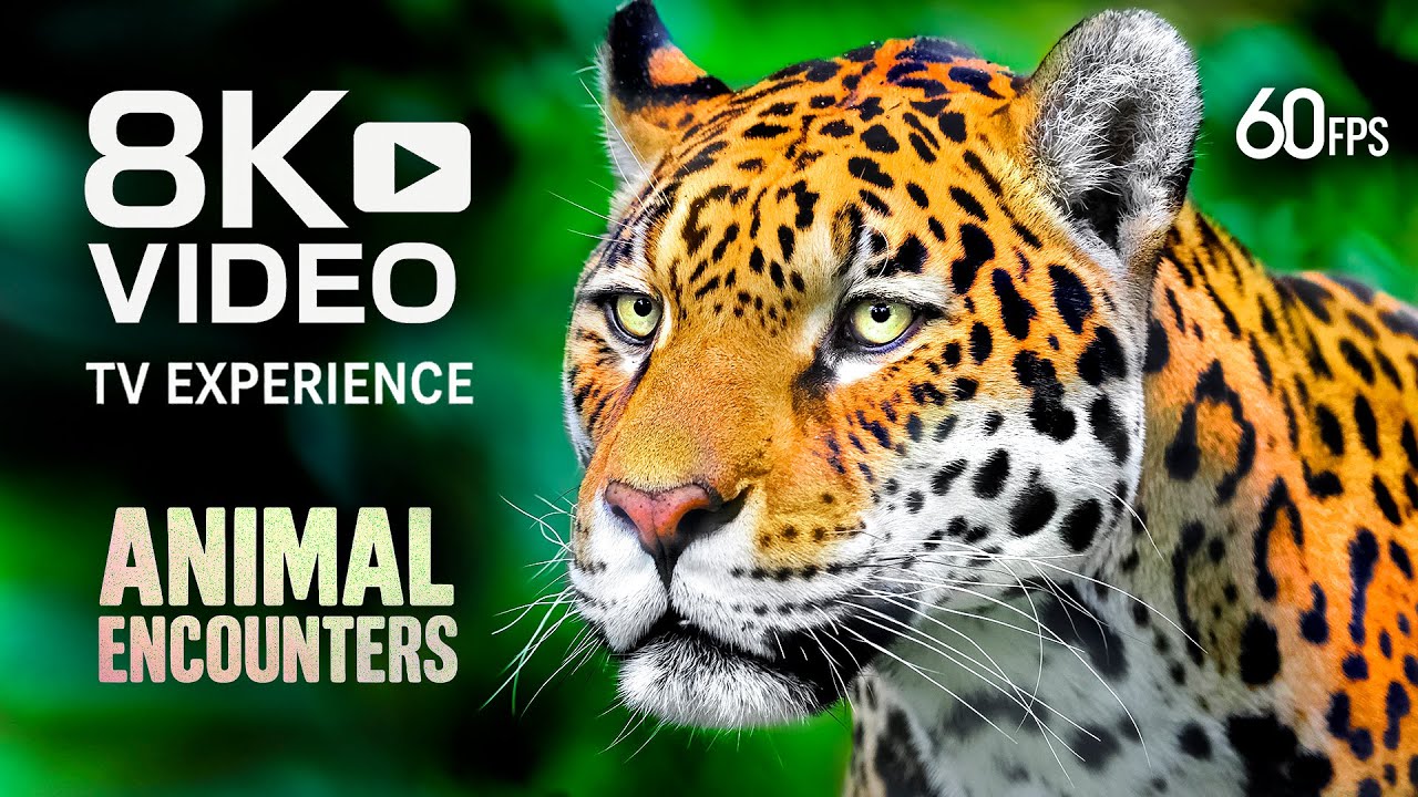 Телевизионные встречи с животными: дикие и невероятные сцены 8K ВИДЕО ULTRA HD 60FPS #8K #TV