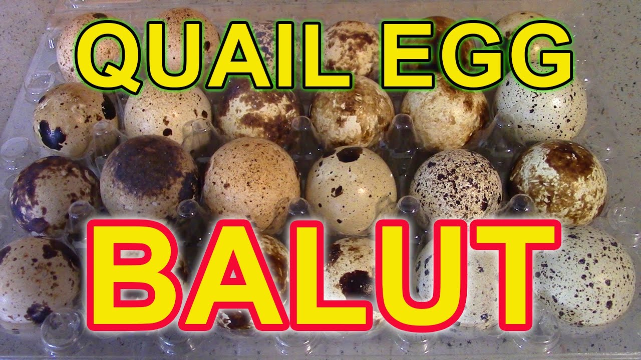 QUAIL EGG BALUT -  Increase your egg sales by offering quail balut