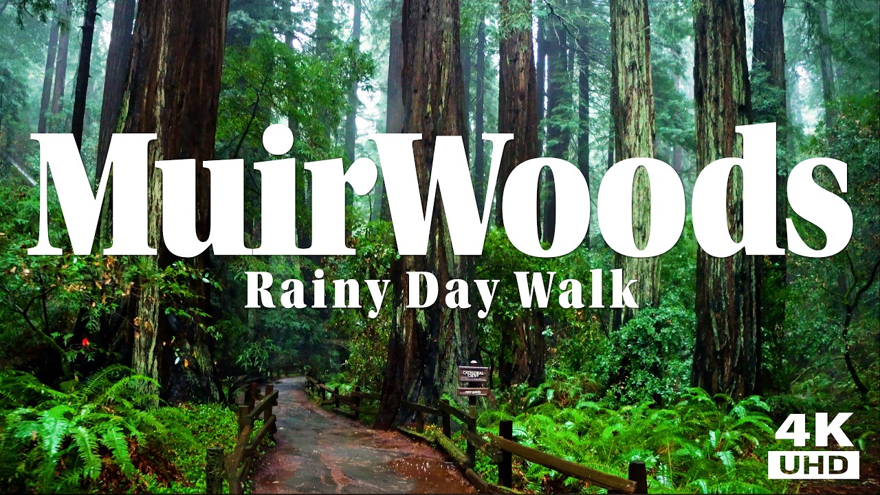 Rainy Muir Woods Walk - Redwoods, Rain and Rushing Creek.