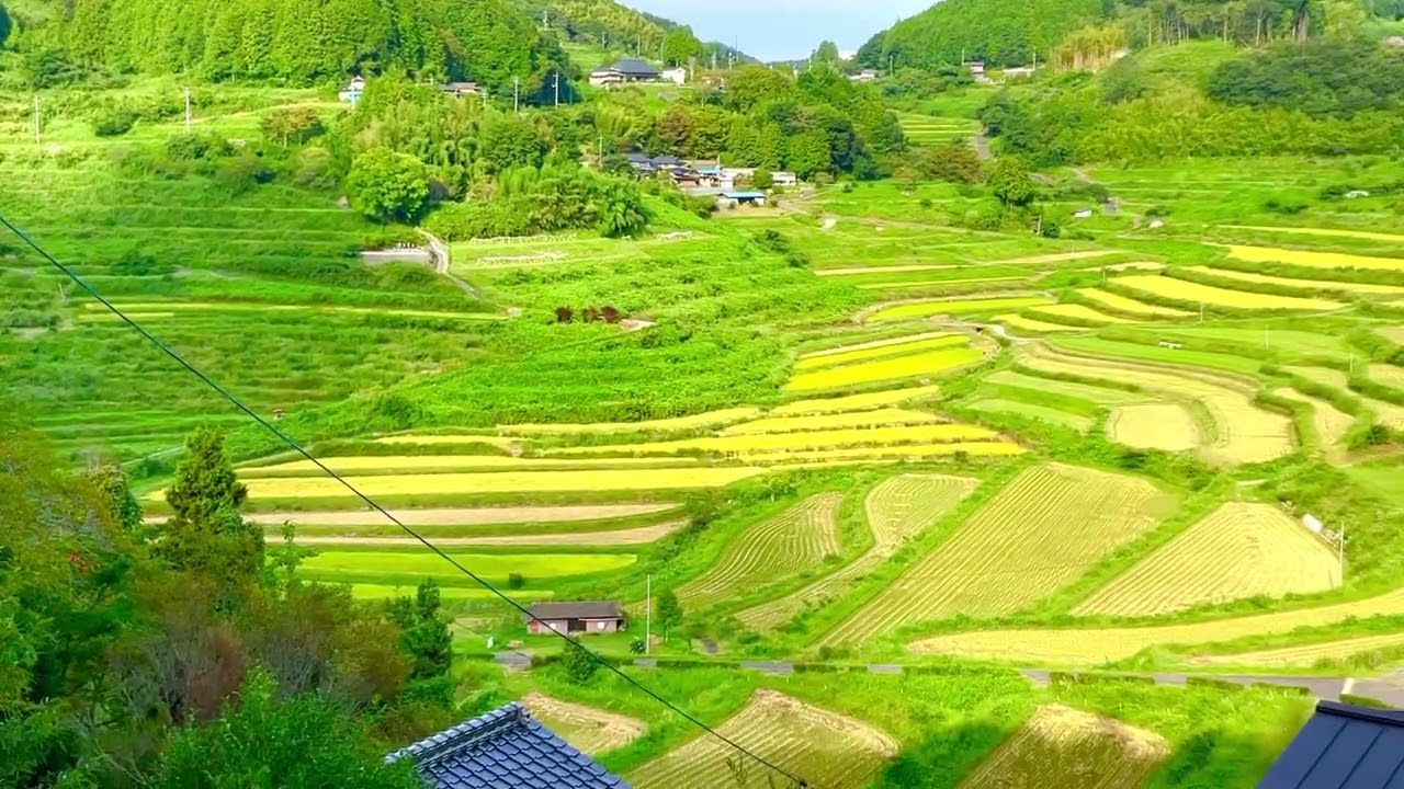 🟡﻿ 【突撃カメラマン】｢つなぐ棚田遺産 ❗️」ー 『大垪和西の棚田（おおはがにしのたなだ）』を訪れる❣️ ① ー