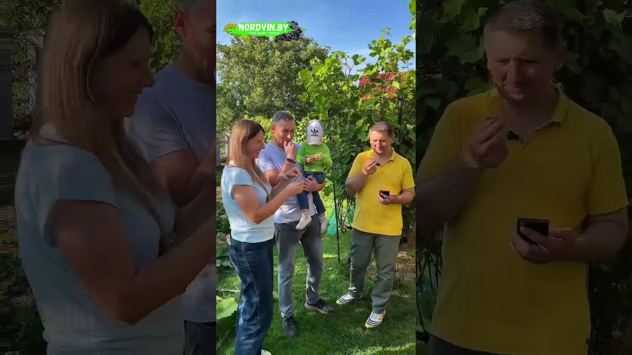 Душевная и вкусная экскурсия по моему винограднику. #виноград #виноградарство #виноградвбеларуси