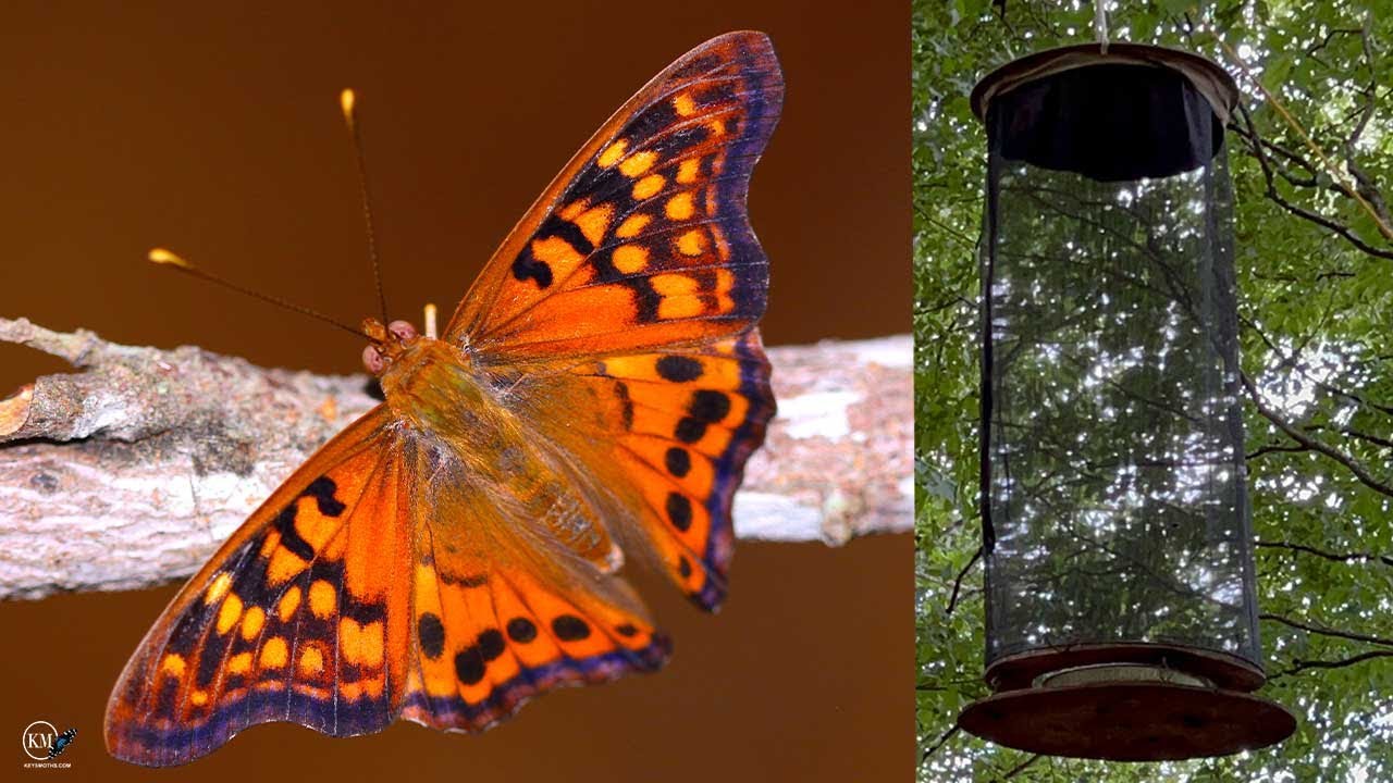 BUTTERFLY BAIT TRAPPING   MULTIPLE SPECIES  FOUND!