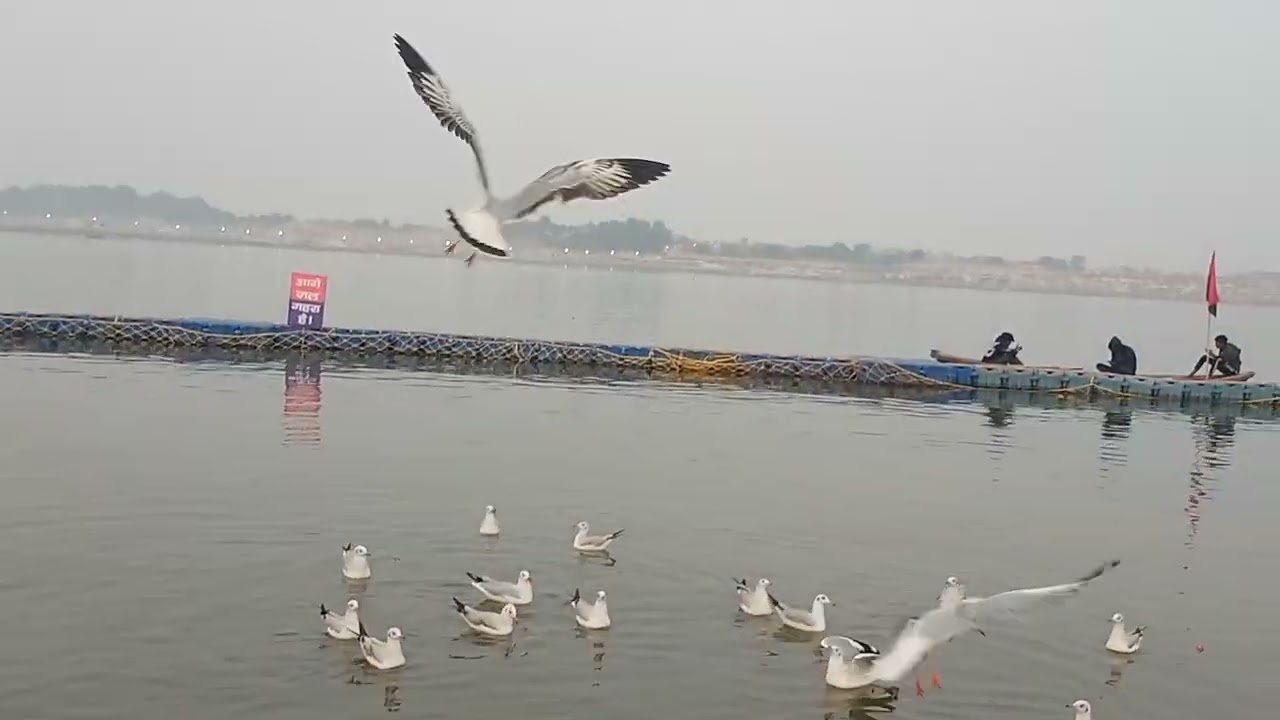 साइबेरियन पक्षी (Siberian birds)🙏🕊️🕊️