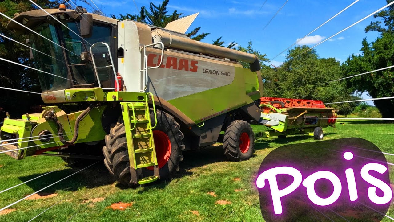 Moisson pénible des pois - 2024