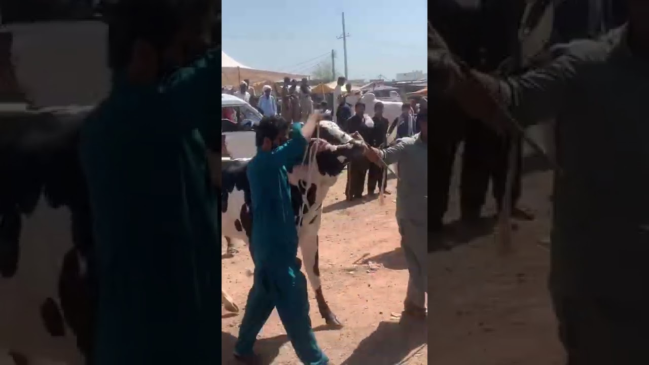 Unloading Fateh Jang Bull