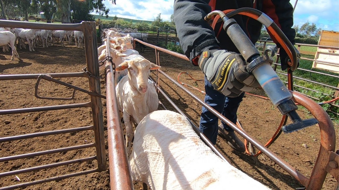 Fathers Day Edition! Sheep Work Sunday | Backlining Sheep