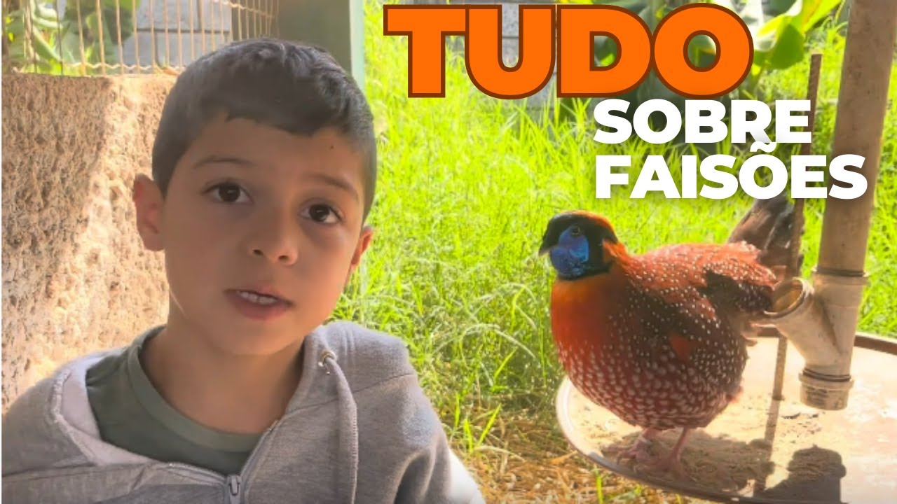 Tudo Sobre Criação de Faisões Raros - Viveiros, Dicas e Cuidados | Fazenda Vale das Aves