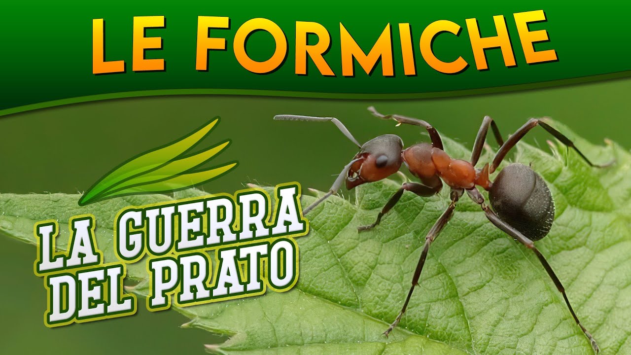 Le Formiche: la guerra del prato ► Puntata 55