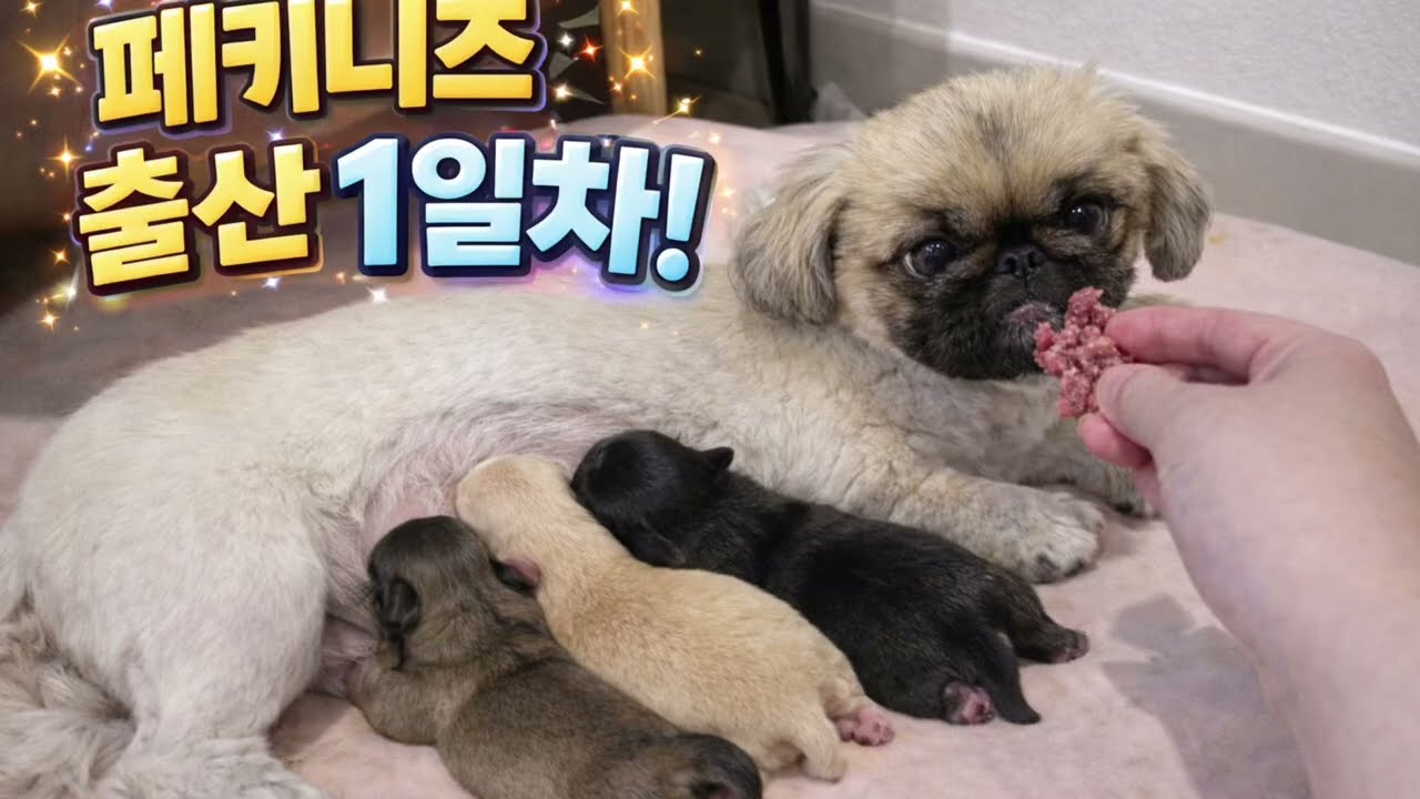 페키니즈 출산 1일차엄마가 된 동백이 / Pekingese Giving Birth – Day 1 Puppies