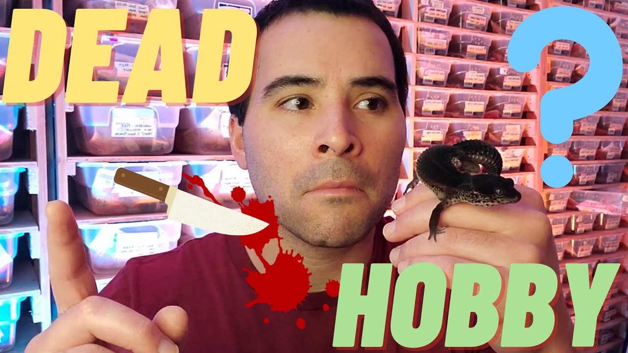 Is the LEOPARD gecko HOBBY dead ? | 2022