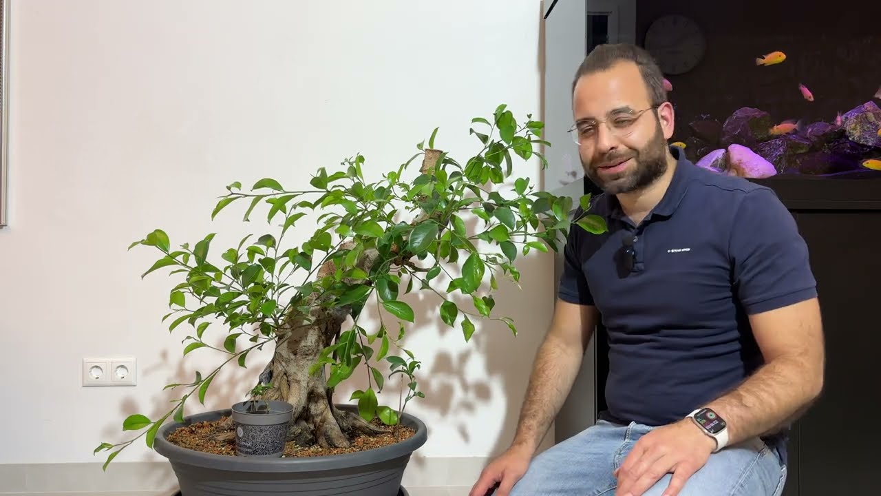 Spring prune - The Tree - Ficus Ginseng Microcarpa