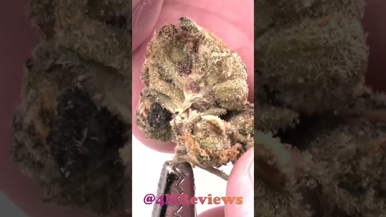 Brownie Scout SHORT