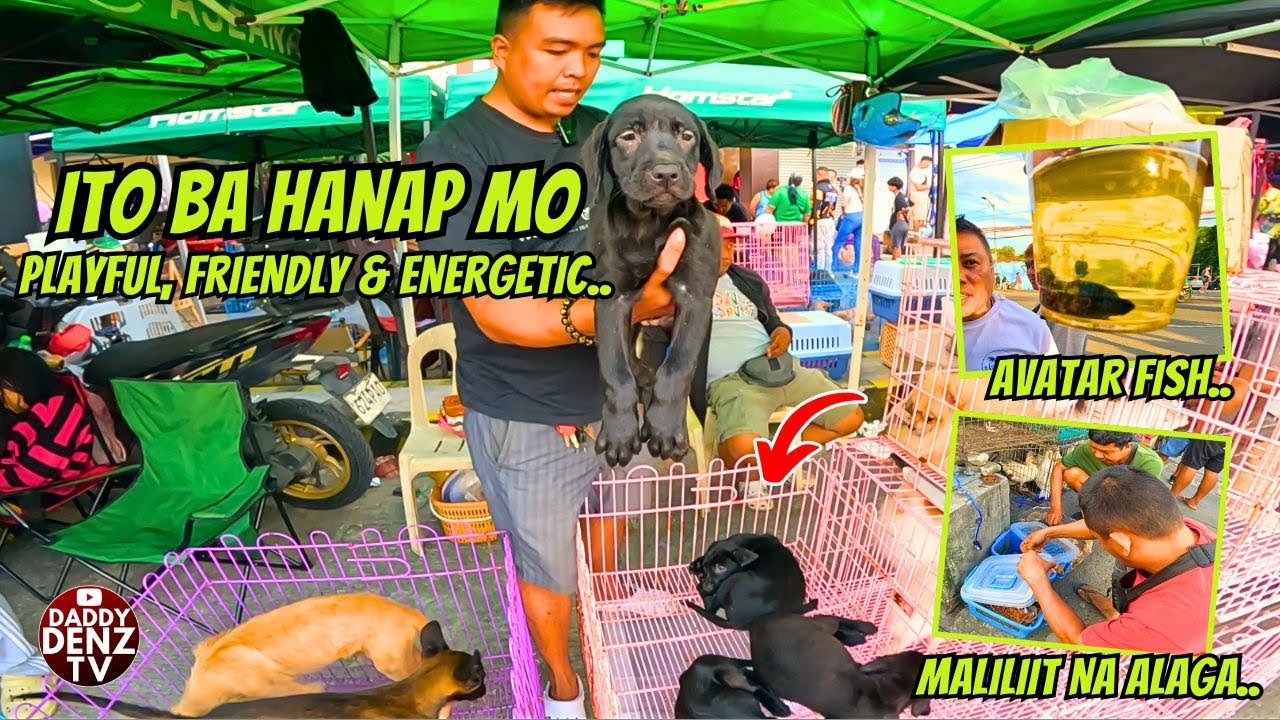 LABRADOR BAGAY SA ACTIVE AT OUTDOOR PERSON../ PT.2 JAN. 18 @GROTTO PETS & LIVESTOCK MARKET