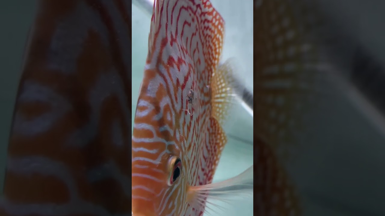 Alevines de peces disco comiendo del padre 