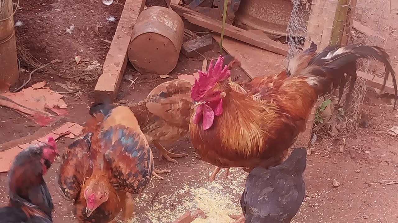 Meu galo está muito  agressivo