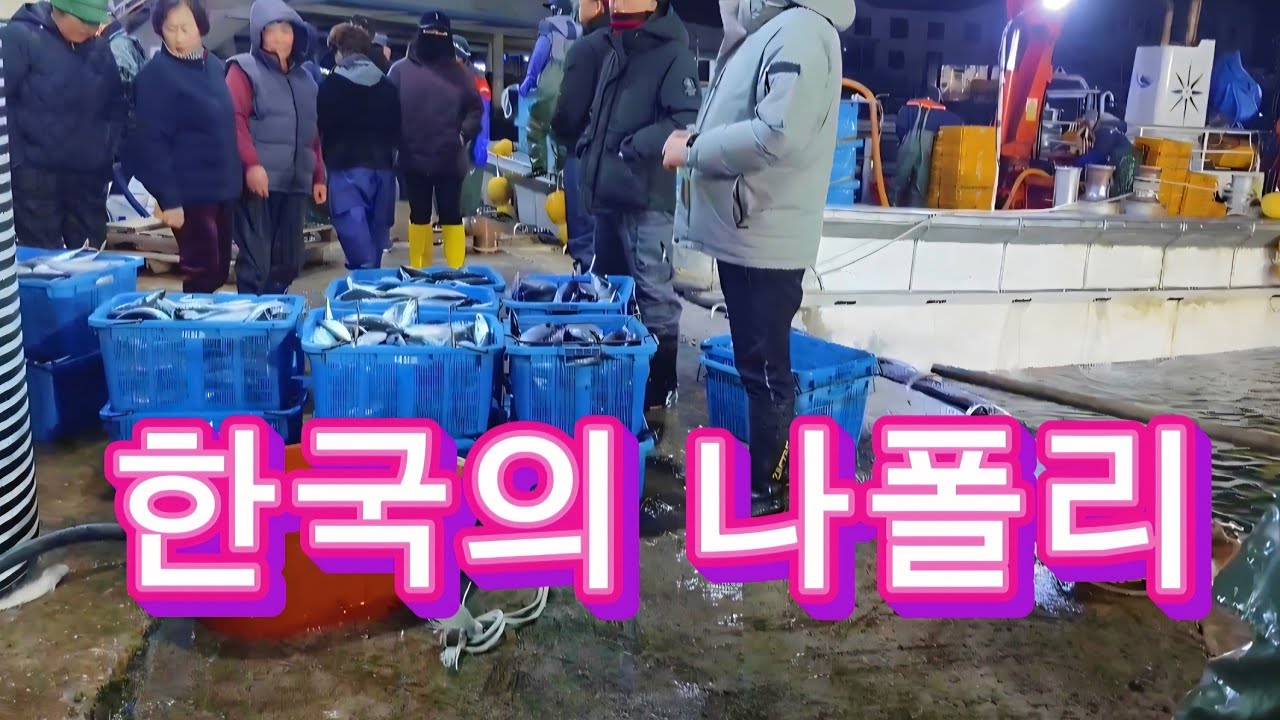 한국의 나폴리 장호항｜새벽 어촌 경매에서 만난 진짜 바다의 삶