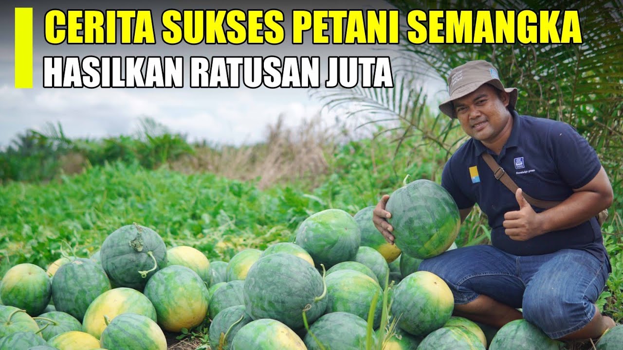 KISAH PETANI SEMANGKA SUKSES, HASILKAN RATUSAN JUTA SEKALI PANEN
