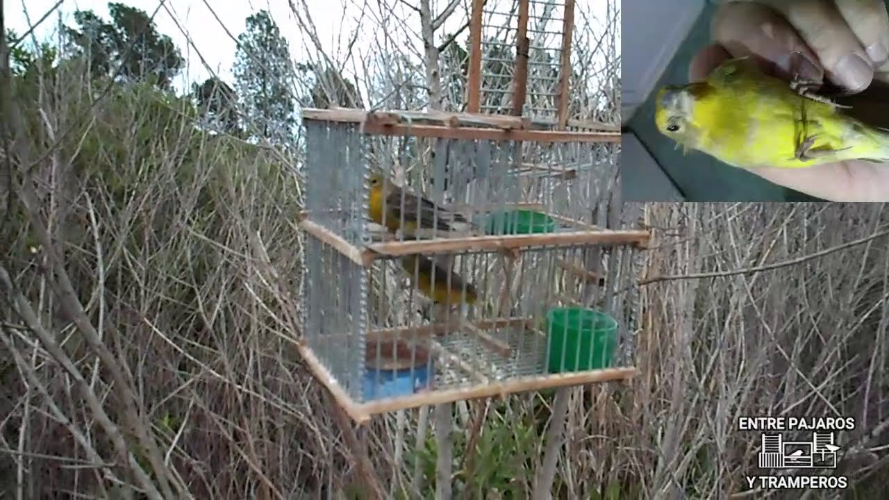 salida al campo 21-11-20 (2 capturas) para varear los pajaros demasiado bien