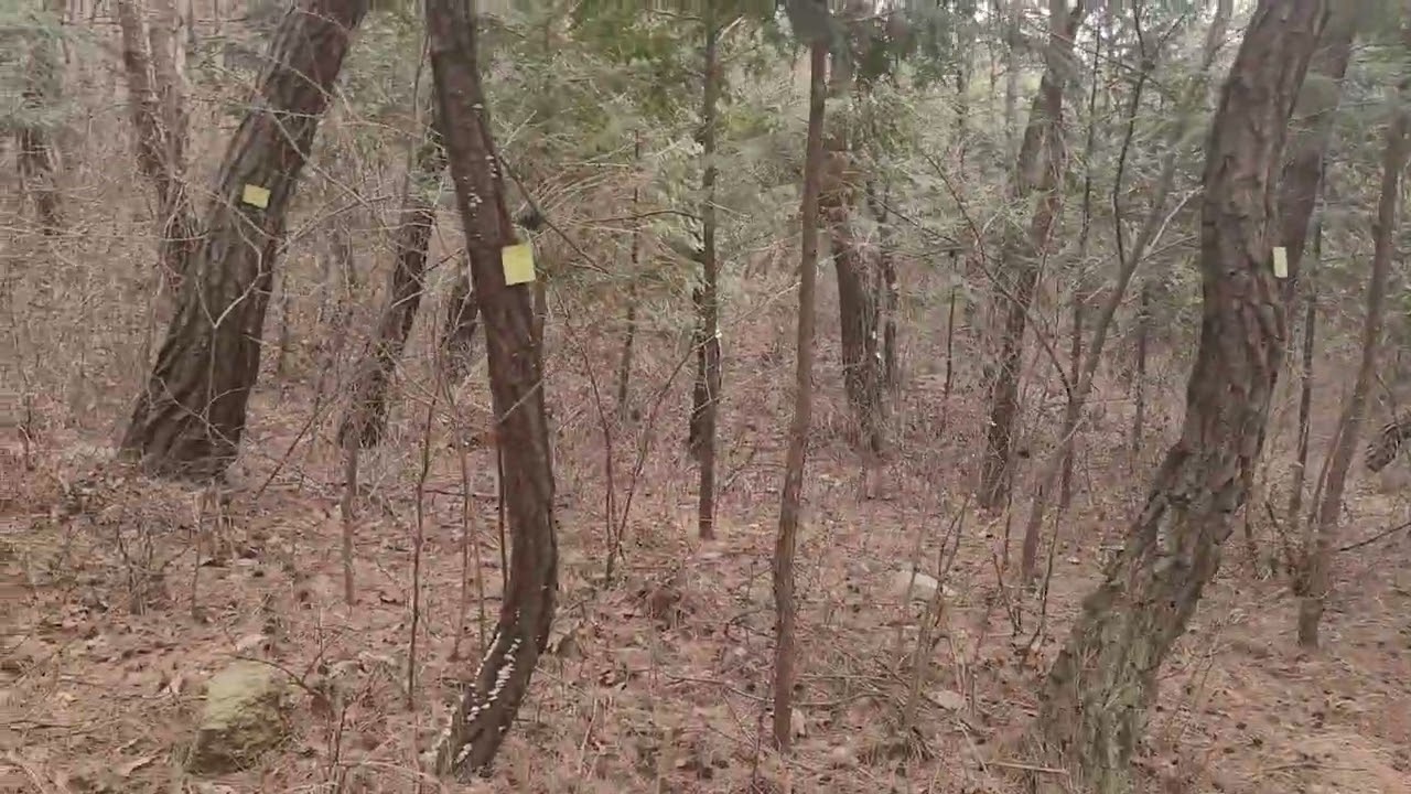 천마산편백숲을 초딩다녀오다Ulsan Cheonmasan Cypress Forest