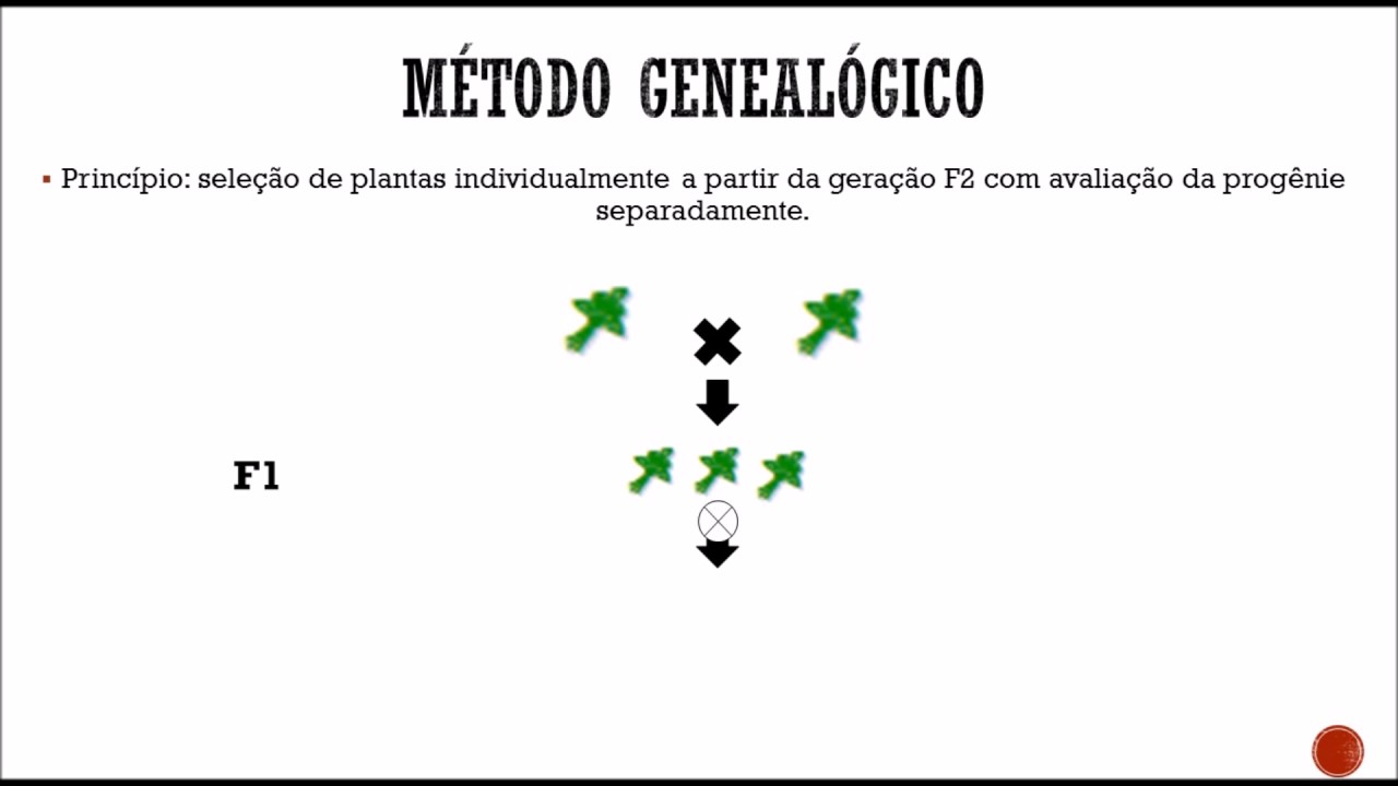 8ª Vídeo- aula- Método genealógico ou Pedigree