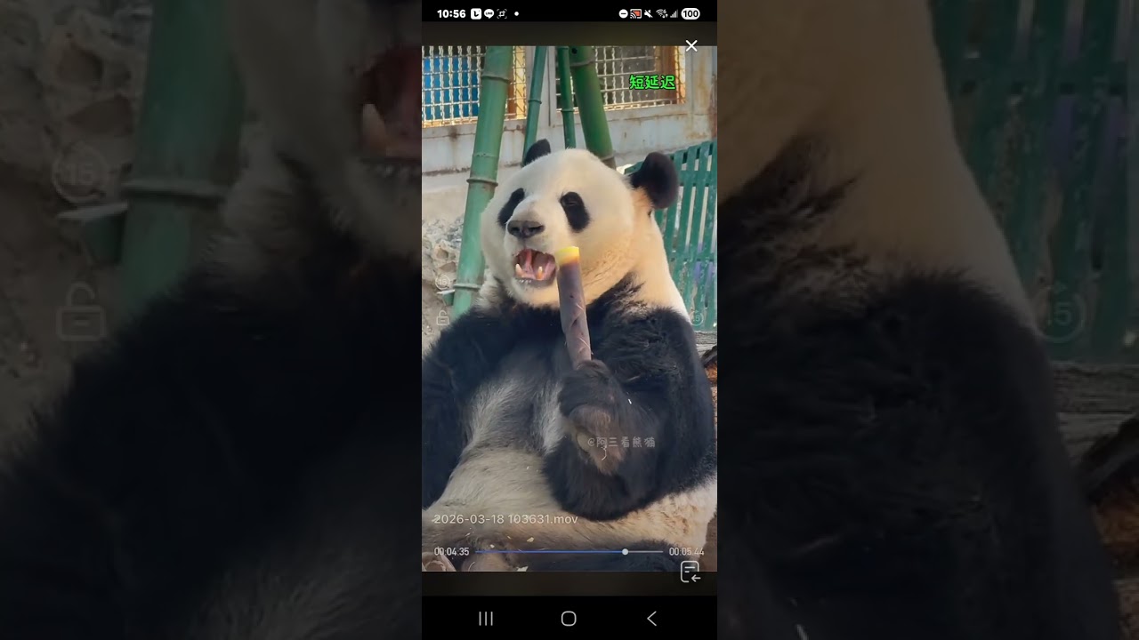 阿三看熊貓錄頻分享🐼  3月18號 小萌蘭吃播時間 10點半加餐