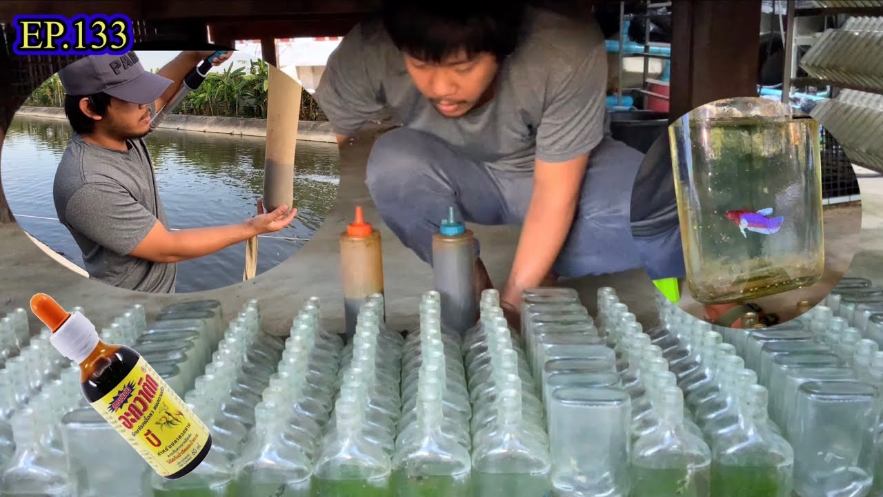 Ep.133 ตักไรแดง ขั้นตอนล้างไรแดงและวิธีเลี้ยงปลากัดในแบนบาก Siamfarmfish