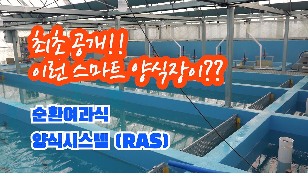 최초공개!! 2021년 국내 최신 순환여과시스템(RAS)으로 국내산 연어 양식을! -스마트양식,스마트팜