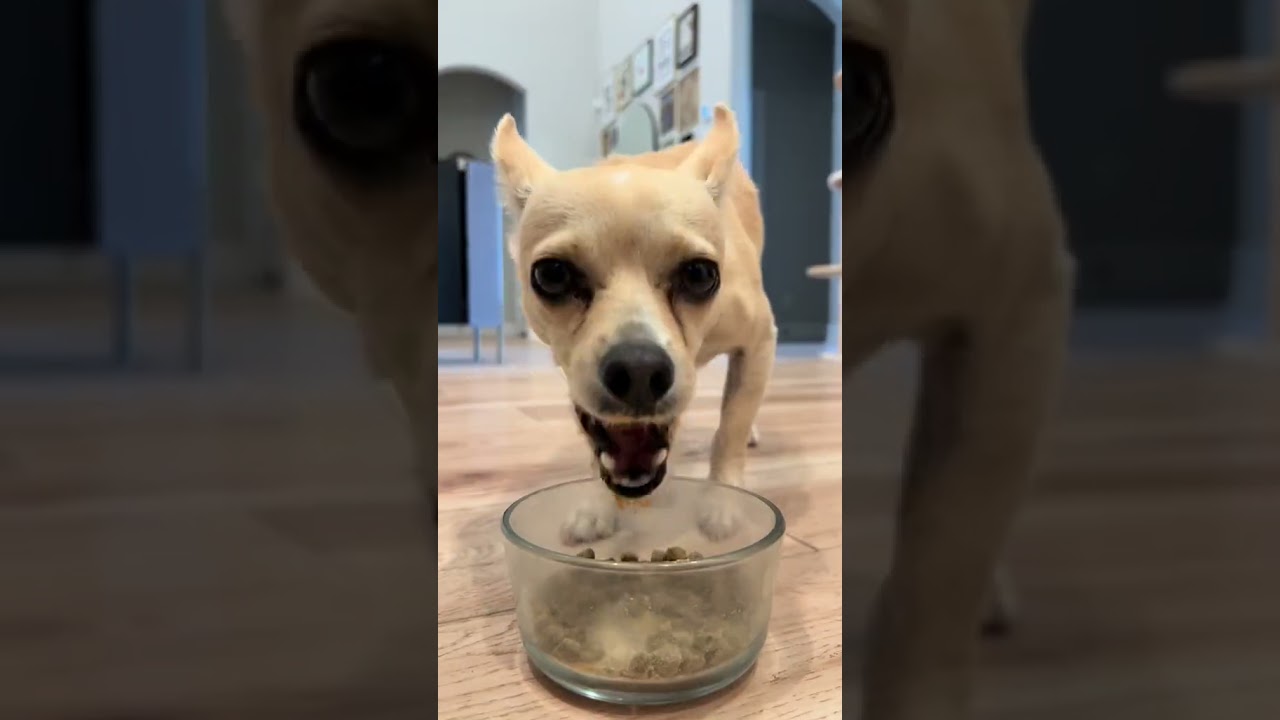 Testing a New Supplement For My Dog 