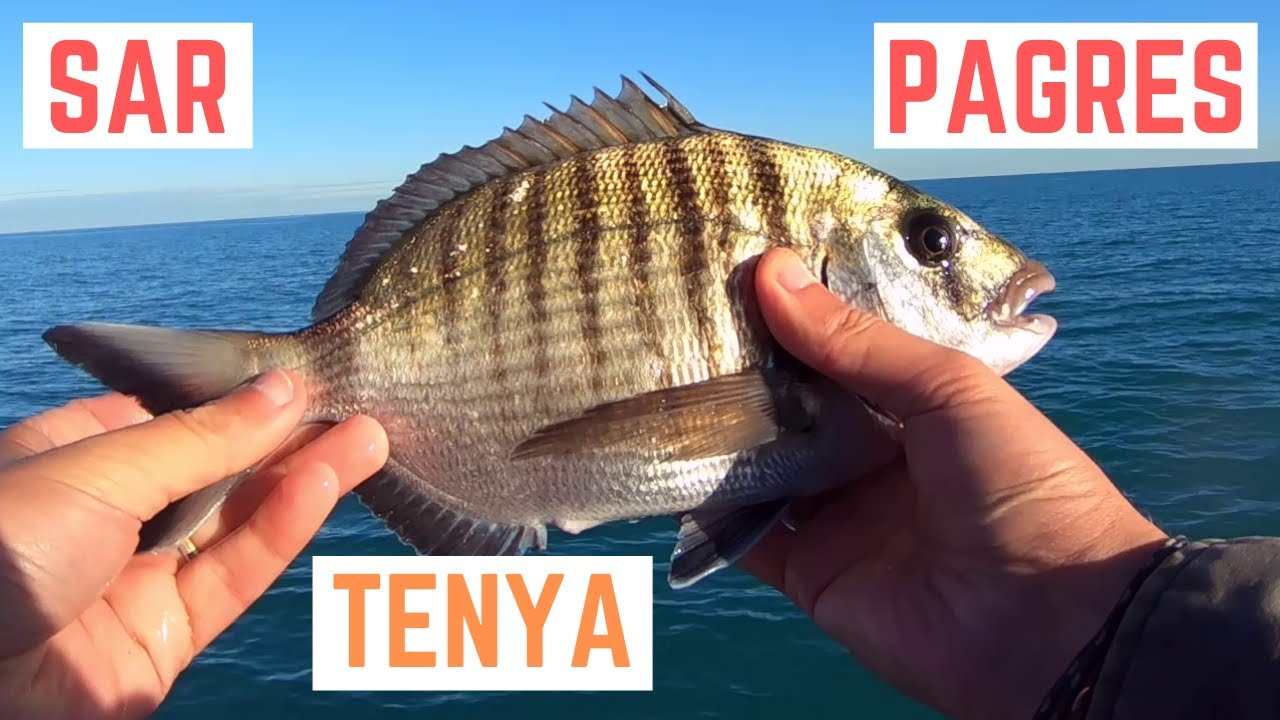 SAR et PAGRES au TENYA