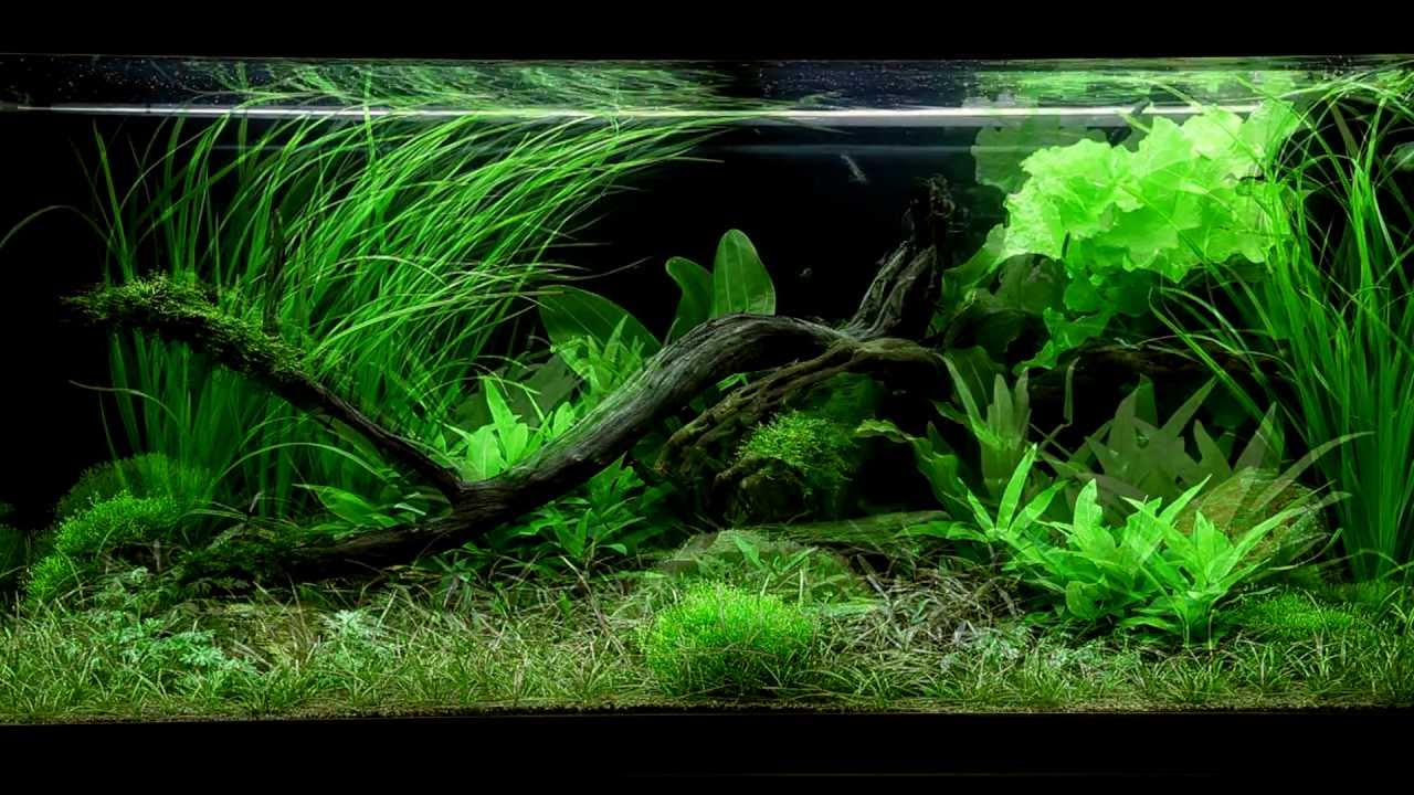 Layout 61 (180L) by Tropica