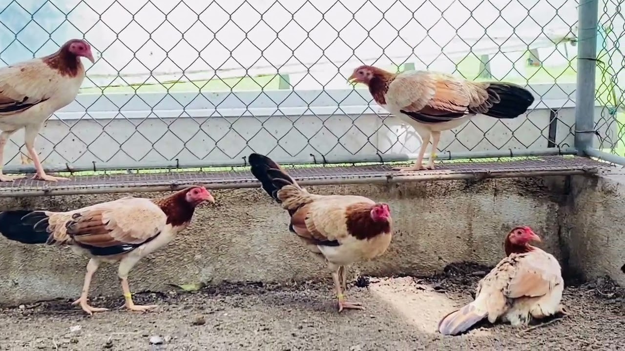 Ito na mga boss Ang aming mga pullet na available dito sa loob ng green country game farm 