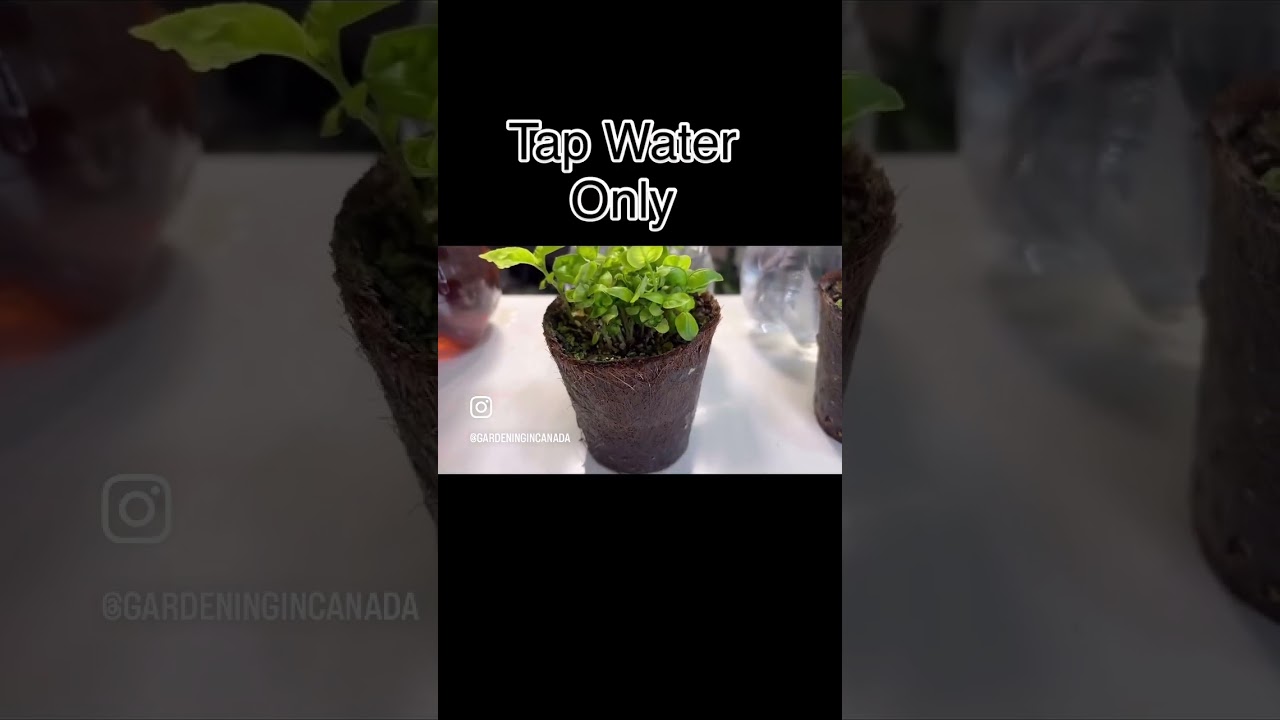 Miracle Gro Fertilizer Vs Organic
