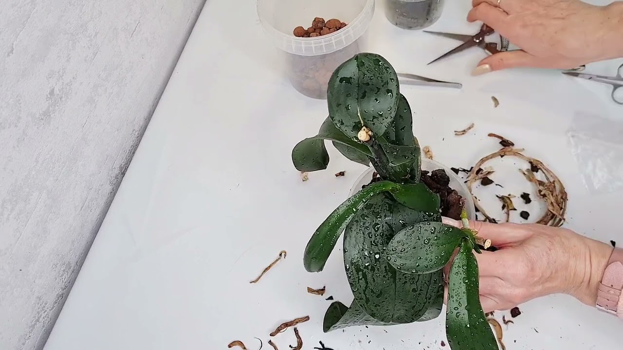 Orchidee ohne Wurzeln, neuer Pflegefall.