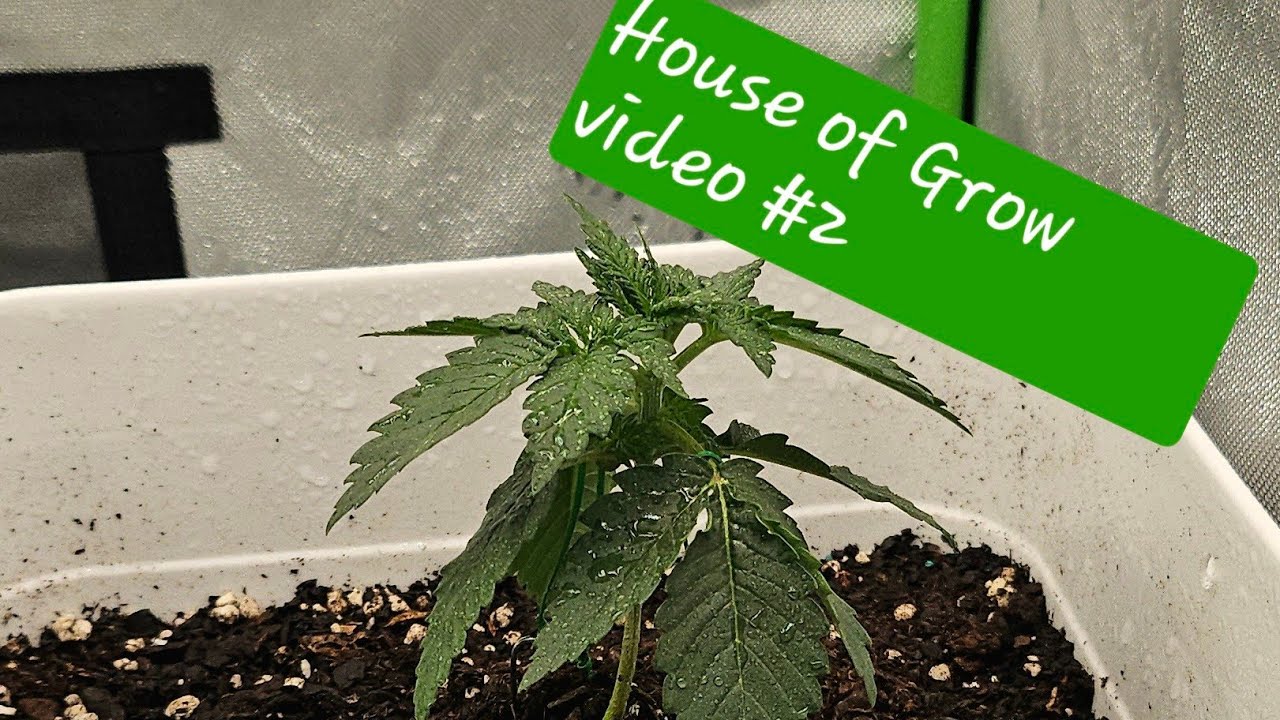 EARLY VEGITATION! Banana Purple Punch & Amnesia Haze Autoflowers House of Grow video #2!