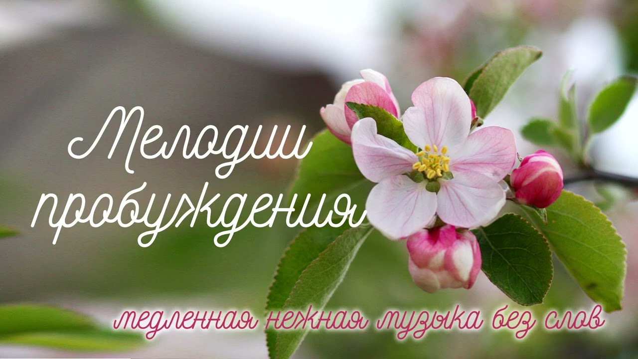 Медленные мелодии пробуждения. Весенняя музыка