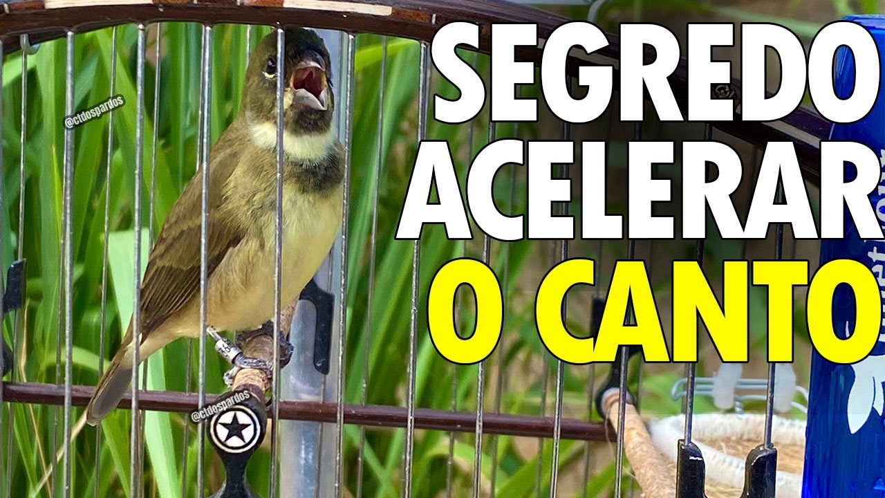 Como deixar meu coleiro papa capim mais rapido