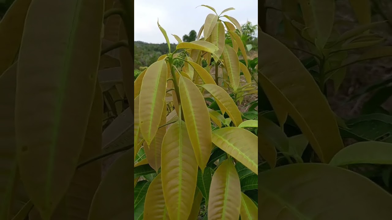 Cara Mudah Paksa Mangga Berbuah